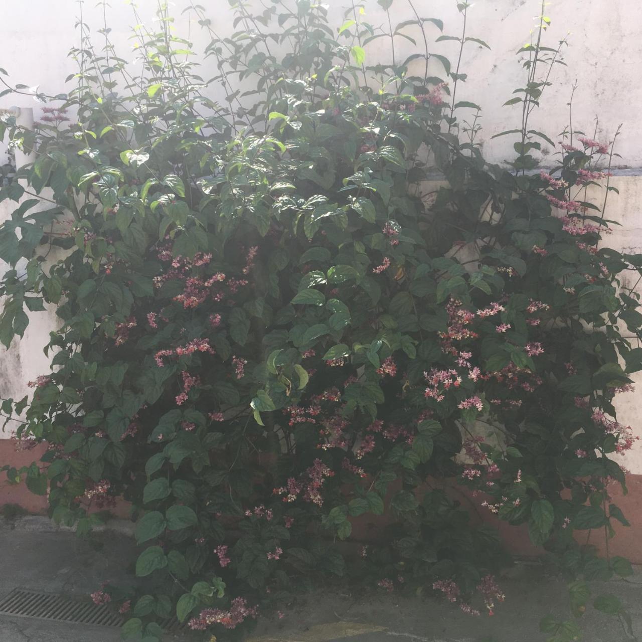 Pousada Bertioga Dış mekan fotoğraf